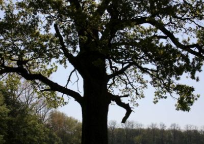 Eiche Ichterloh im Gegenlicht