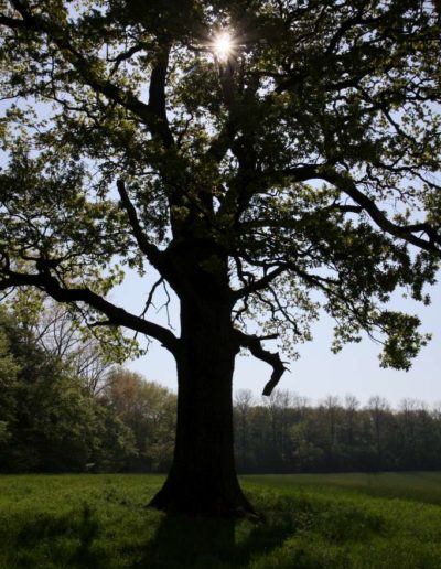 Eiche Ichterloh im Gegenlicht