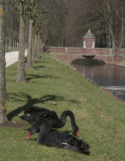 Trauerschwäne Gräfte Schloss Nordkirchen