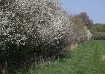 Schlehenblüte