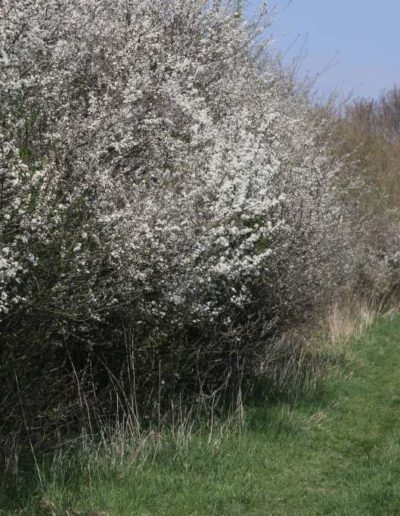 Schlehenblüte