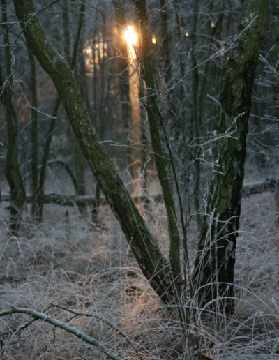 Winterstimmung im Moor