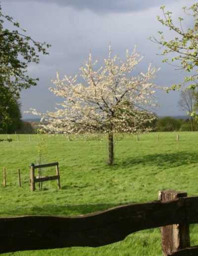 Obstwiese Bombeck