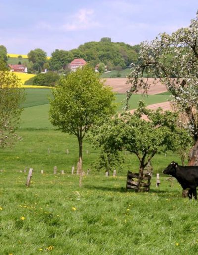 Kuhwiese Stevertal