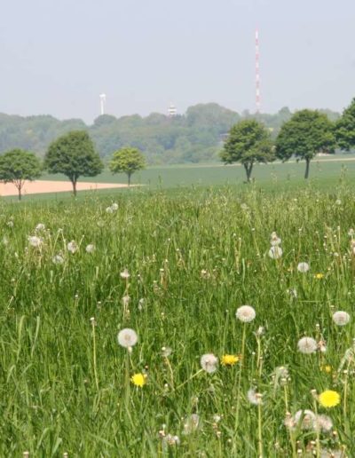 Baumbergeblick von Steveräckern