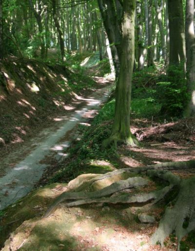 Hohlweg Tilbecker Berg