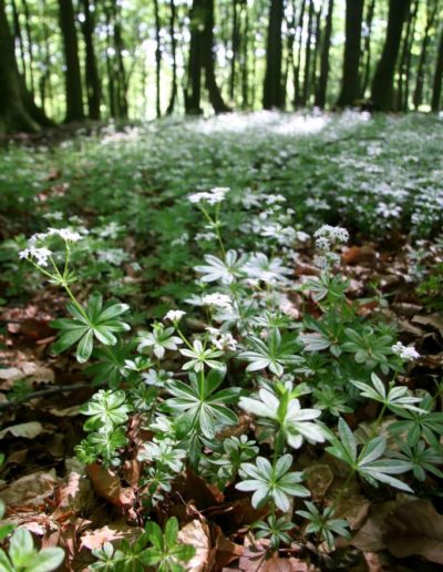 Waldmeisterblüte