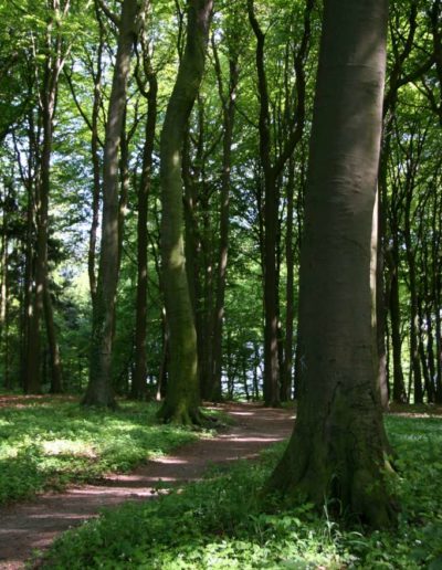 Waldmeister-Buchenwald