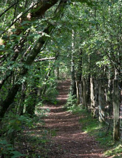 Heidesee Waldweg