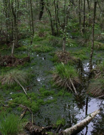 Torfmoose in wieder vernässten Senke