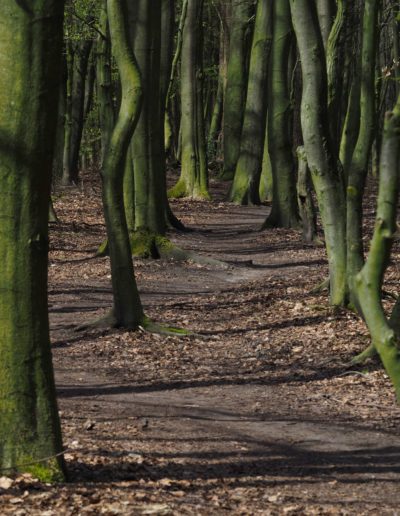 Baumberger Ludgerusweg