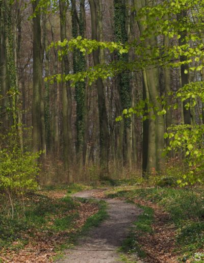 Baumberger Ludgerusweg