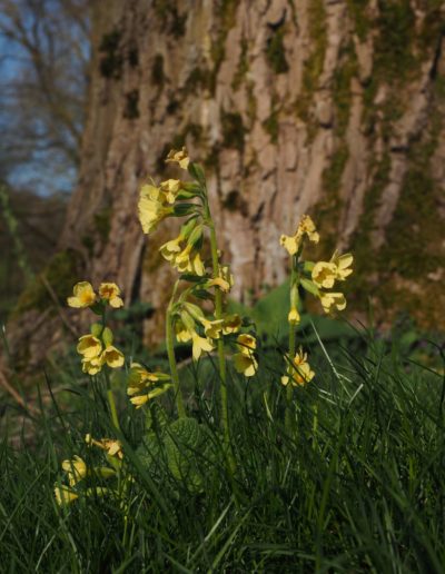 Schlüsselblumen