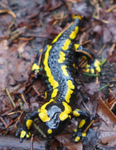 Feuersalamander