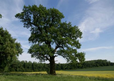 Eiche Ichterloh