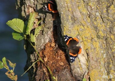 Schmetterlinge Admiral