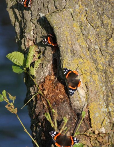 Schmetterlinge Admiral