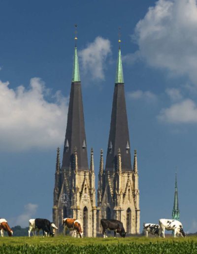 Dom mit Kühen